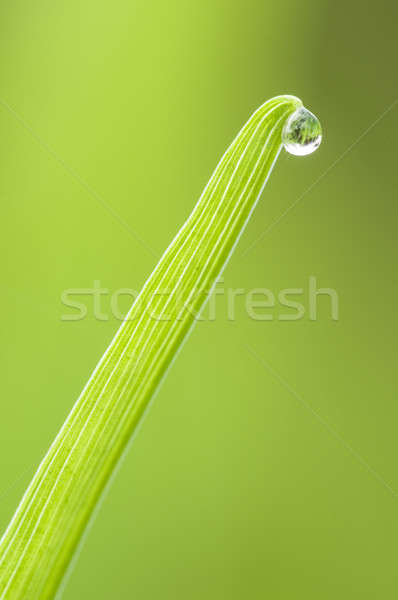 Dew drop on blade of grass Stock photo © AlessandroZocc