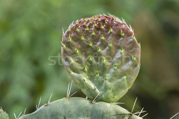 Prickly pear plant Stock photo © AlessandroZocc