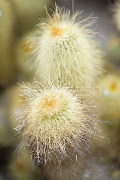 Detail of Old man cactus plants  Stock photo © AlessandroZocc