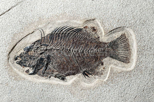 Close up Fossil fish  Stock photo © AlessandroZocc