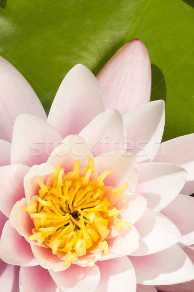Rosa gelb Blume Stock foto © AlessandroZocc