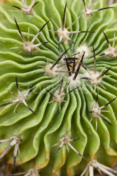Cactus cap detaliu grădină plantă Imagine de stoc © AlessandroZocc