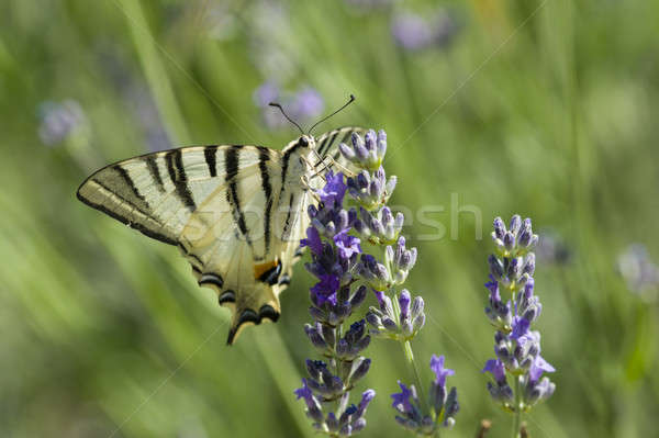 Scarce Swallowtail (Iphiclides podalirius) butterfly Stock photo © AlessandroZocc