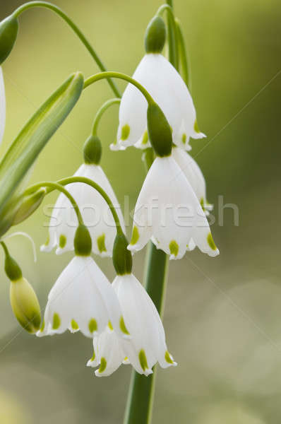 Leucojum vernum, spring snowflake, flowers Stock photo © AlessandroZocc