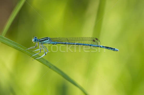 Blue damselfly perched on a blade of grass Stock photo © AlessandroZocc
