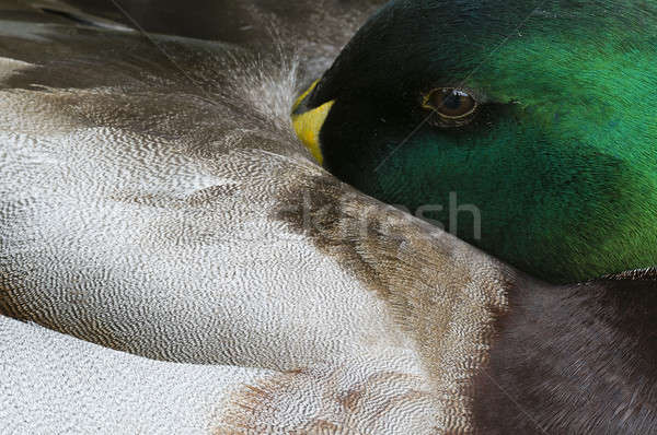 Close up of male Mallard duck  Stock photo © AlessandroZocc