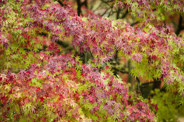 Maple tree close up in Fall Stock photo © AlessandroZocc