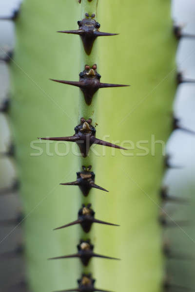 Stock photo:  thorns of desertic succulent plan