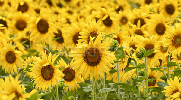 Sunflowers in full bloom in summer Stock photo © AlessandroZocc