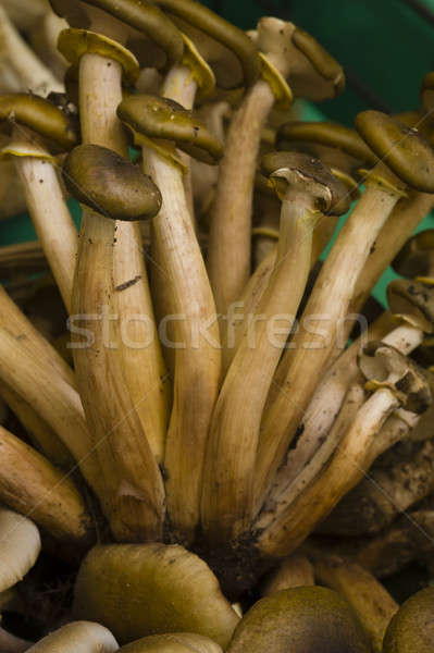 Long stalked mushrooms Stock photo © AlessandroZocc
