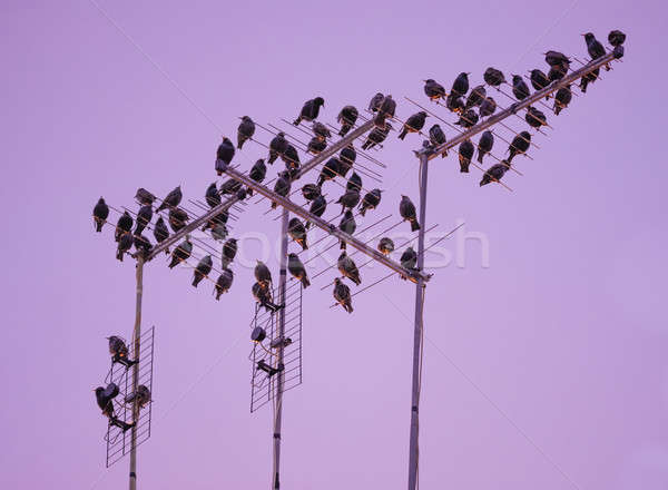 Stock photo: Starling bird flock 