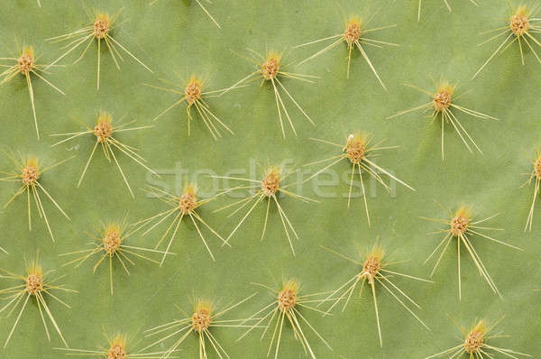 Succulent plant closeup with thorns and spines Stock photo © AlessandroZocc
