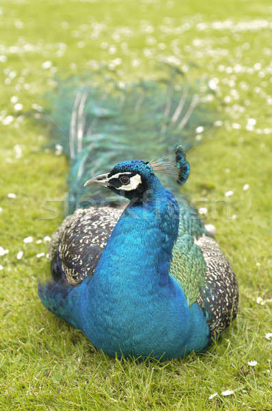 Stock photo: Indian Peacock, Pavo cristatus, a resident breeder in South Asia