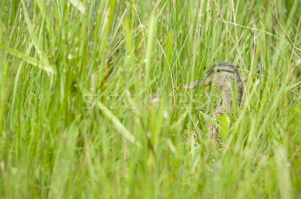 Female mallard duck  Stock photo © AlessandroZocc