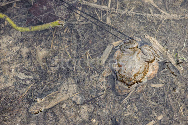Mating toads camouflage Stock photo © AlessandroZocc