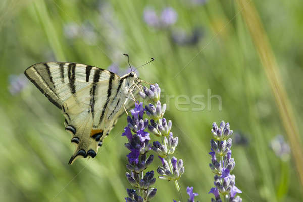 Scarce Swallowtail (Iphiclides podalirius) butterfly Stock photo © AlessandroZocc