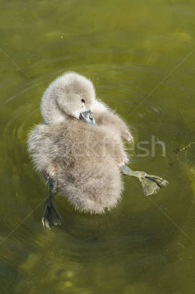 Jeunes cygne oiseau famille nature natation [[stock_photo]] © AlessandroZocc