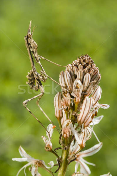 Conehead mantis, Empusa pennata Stock photo © AlessandroZocc