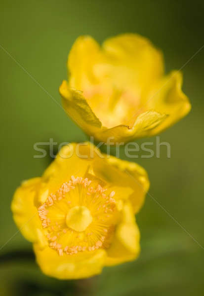 Yellow flowers in full bloom  Stock photo © AlessandroZocc