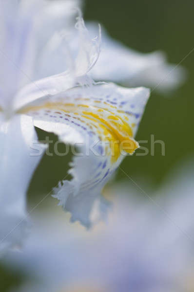 Detail of petals of an Iris flower Stock photo © AlessandroZocc