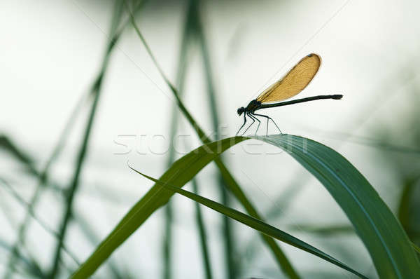 Damselfly resting on a blade of grass at sunset Stock photo © AlessandroZocc