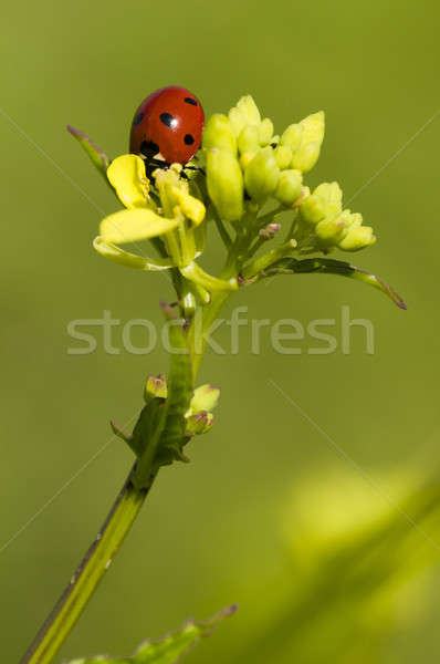 Ladybug on yellow flowers Stock photo © AlessandroZocc