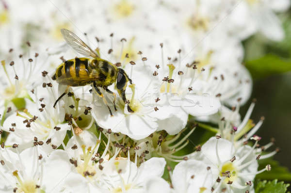 Hoverfly on hawthorn flowers Stock photo © AlessandroZocc