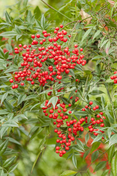 Red berries of undergrowth bushes  Stock photo © AlessandroZocc