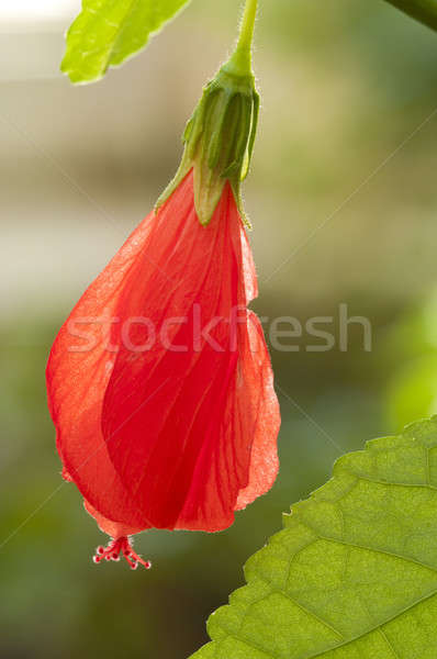 Red flower of the Turk's Cap Mallow, Stock photo © AlessandroZocc