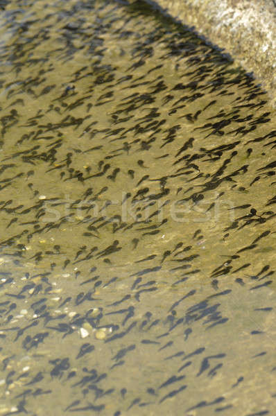 Group of tadpoles of toad, Bufo bufo Stock photo © AlessandroZocc