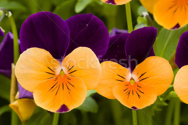 Pansy flowers Stock photo © AlessandroZocc