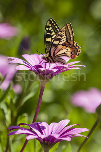 Swallowtail butterfly in a purple daisy field Stock photo © AlessandroZocc