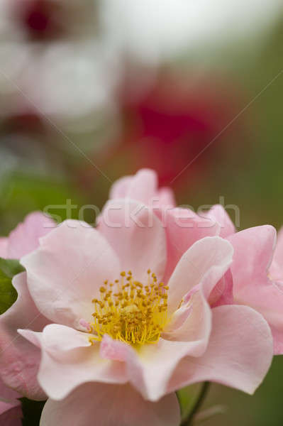 Roses in full bloom  Stock photo © AlessandroZocc