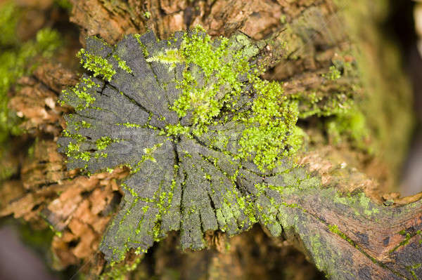 Green moss growing on a tree stump Stock photo © AlessandroZocc