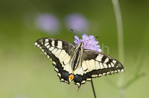 A Scarce Swallowtail (Iphiclides podalirius) butterfly on a purple meadow flower Stock photo © AlessandroZocc