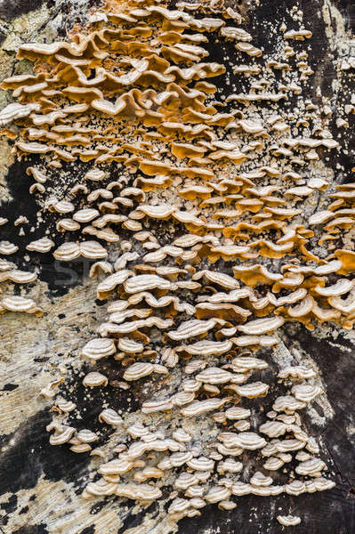 Oranje witte champignons groeiend dode boom boom Stockfoto © AlessandroZocc