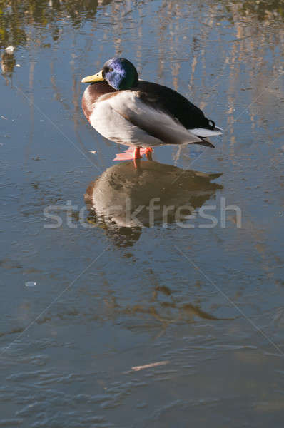 Mallard, or Wild duck (Anas platyrhynchos), is a dabbling duck Stock photo © AlessandroZocc