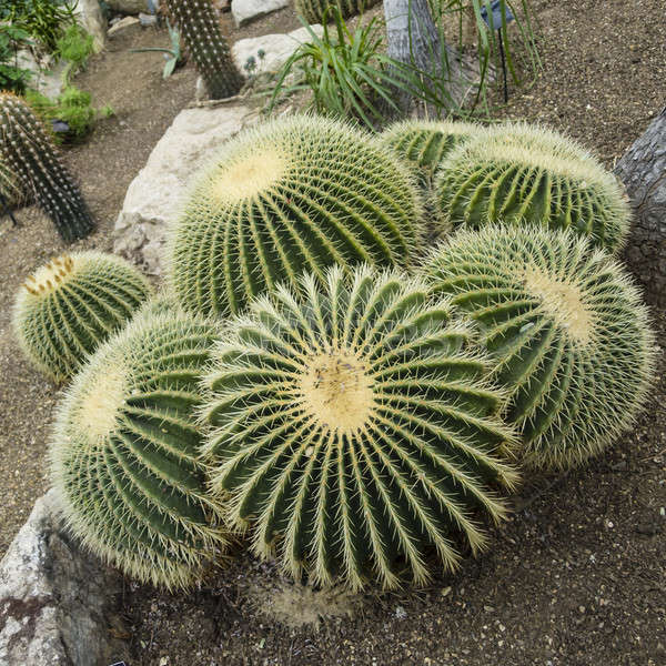 Foto d'archivio: Succulente · impianto · giardino · deserto · verde · palla