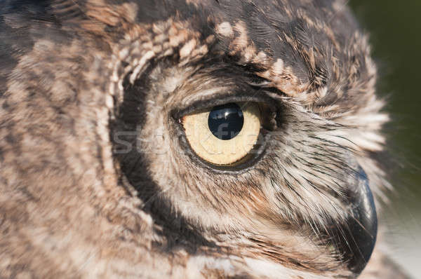 American owl, Bubo virginianus, with yellow eyes Stock photo © AlessandroZocc