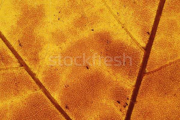 Poplar leaf in Autumn Stock photo © AlessandroZocc