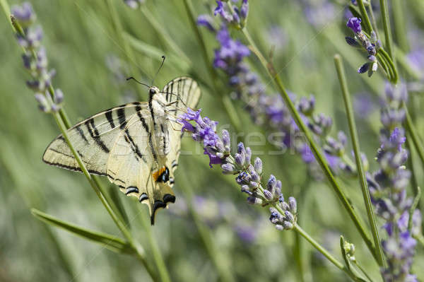 Scarce Swallowtail (Iphiclides podalirius) butterfly Stock photo © AlessandroZocc