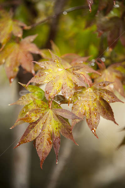 Maple tree leaves in autumn Stock photo © AlessandroZocc