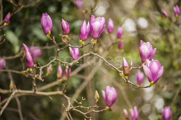 Rosa magnolia flores completo primavera florecer Foto stock © AlessandroZocc