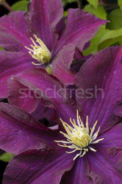 Clematis flower Stock photo © AlessandroZocc