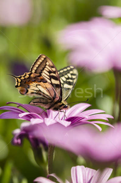 Swallowtail butterfly in a purple daisy field Stock photo © AlessandroZocc