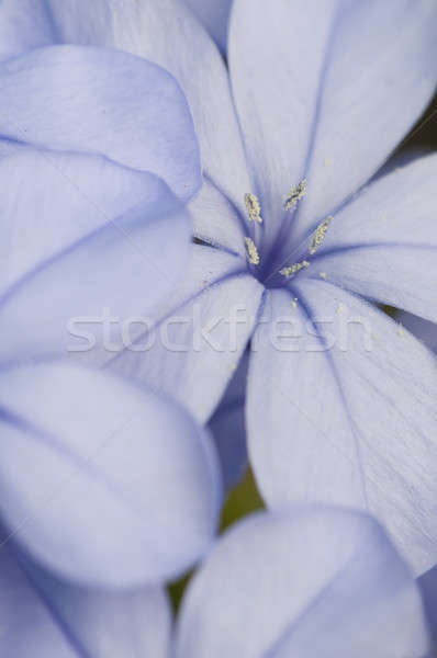 Flower bud of Plumbago auriculata  Stock photo © AlessandroZocc