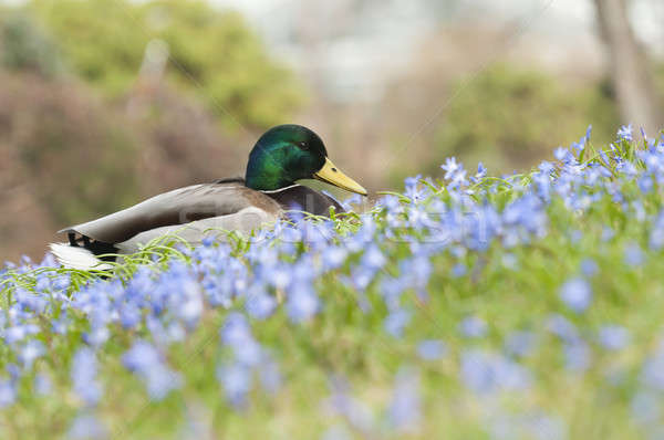Mallard, wild duck (Anas platyrhynchos) , dabbling duck  Stock photo © AlessandroZocc