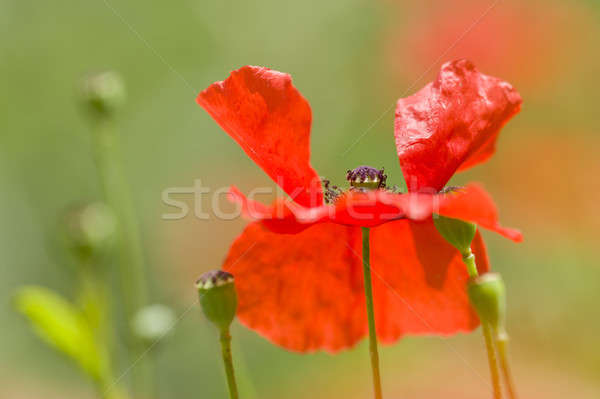 Red poppy detail  Stock photo © AlessandroZocc