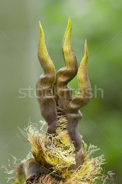 Detail of bamboo bud Stock photo © AlessandroZocc