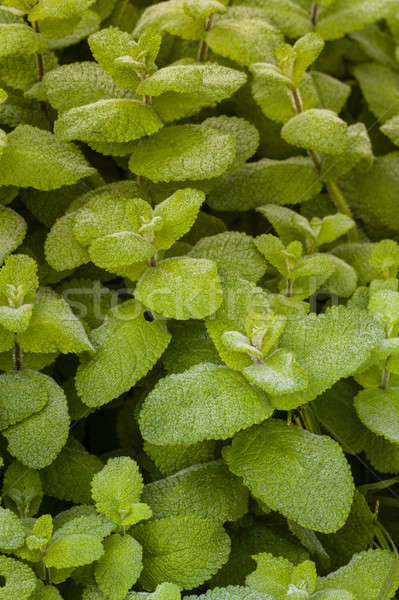 Verde impianto ampia foglie rugiada coperto Foto d'archivio © AlessandroZocc